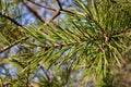 Pine tree branch in the morning in a pine forest, against the background of interlacing other branches of adult trees, in the