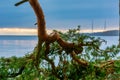 A pine tree branch. An ocean sunset in the background. Photo from Hallevik, Blekinge, Sweden