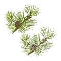 Pine tree branch with pine cones with snow vector