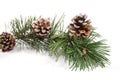 Pine tree branch with pinecones Royalty Free Stock Photo