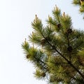 Pine tree branch with pinecones, isolated on white background Royalty Free Stock Photo
