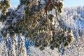 Pine tree branch with snow Royalty Free Stock Photo