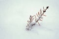 Pine tree branch sticking out on snow in winter Royalty Free Stock Photo