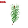 Pine Tree Branch, Vector Watercolor Illustration. Simple Green Branch With Needles Isolated On White Background