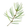 Pine Tree Branch. Watercolor Illustration. Hand Drawn Evergreen Pine Tree Element. Spruce Branch With Evergreen Needles