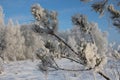 Pine tree branch in white snow in winter in the forest Royalty Free Stock Photo