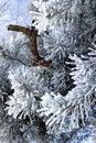 Pine tree branches Royalty Free Stock Photo