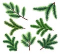 Pine tree branches. Christmas fir tree branch. Vector xmas decorarion elements Royalty Free Stock Photo