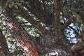 Pine tree with branches close-up with relief bark Royalty Free Stock Photo