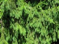 Pine tree branches, coniferous resinous tree. Norway spruce Abies abies Evergreen tree background. Full Frame Shot Of Pine Tree. Royalty Free Stock Photo