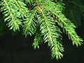 Pine tree branches, coniferous resinous tree. Evergreen tree background. Full Frame Shot Of Pine Tree. Royalty Free Stock Photo