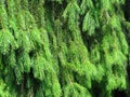 Pine tree branches, coniferous resinous tree. Evergreen tree background. Full Frame Shot Of Pine Tree.