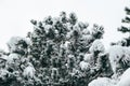 Pine tree branches covered with deep snow in winter forest. Real winter and Christmas background