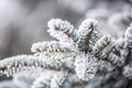 Pine tree branches covered frost in snowy atmosphere