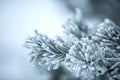 Pine tree branches covered frost in snowy atmosphere