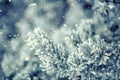 Pine tree branches covered frost in snowy atmosphere