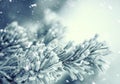 Pine tree branches covered frost in snowy atmosphere Royalty Free Stock Photo