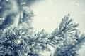 Pine tree branches covered frost in snowy atmosphere Royalty Free Stock Photo