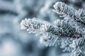 Pine tree branches covered frost in snowy atmosphere Royalty Free Stock Photo