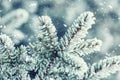 Pine tree branches covered frost in snowy atmosphere Royalty Free Stock Photo