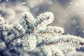 Pine tree branches covered frost in snowy atmosphere Royalty Free Stock Photo