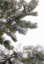 Pine Tree Branches Covered in Snow Royalty Free Stock Photo