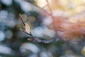 Pine tree branches covered with snow frost in cold tones. Royalty Free Stock Photo