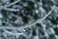 Pine tree branches covered with snow frost in cold tones. Royalty Free Stock Photo