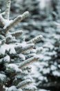 Pine tree branches covered with snow. Frozen tree branch in winter forest. Beautiful winter season background. Royalty Free Stock Photo