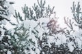 Pine tree branches covered with snow. Frozen tree branch in winter forest. Beautiful winter season background. Royalty Free Stock Photo