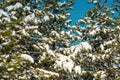 Pine tree branches covered with snow on sunny winter day with blue sky in background. Landscape detail from Zlatibor mountain in Royalty Free Stock Photo