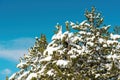 Pine tree branches covered with snow on sunny winter day with blue sky in background. Landscape detail from Zlatibor mountain in Royalty Free Stock Photo