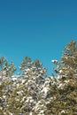 Pine tree branches covered with snow on sunny winter day with blue sky in background. Landscape detail from Zlatibor mountain in Royalty Free Stock Photo