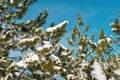 Pine tree branches covered with snow on sunny winter day with blue sky in background. Landscape detail from Zlatibor mountain in Royalty Free Stock Photo