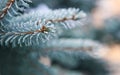 Pine tree branches covered with snow. Winer background. Royalty Free Stock Photo