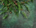 Pine tree branches dark concrete texture Holidays background Royalty Free Stock Photo