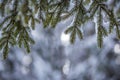 Pine tree branches with green needles covered with deep fresh clean snow on blurred blue outdoors copy space background. Merry Royalty Free Stock Photo