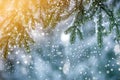 Pine tree branches with green needles covered with deep fresh clean snow on blurred blue outdoors copy space background. Merry Royalty Free Stock Photo