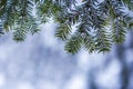 Pine tree branches with green needles covered with deep fresh clean snow on blurred blue outdoors copy space background. Merry Royalty Free Stock Photo