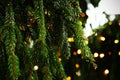 Pine tree branches with green needles and rain drops Royalty Free Stock Photo