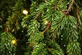 Pine tree branches with green needles and rain drops