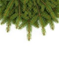 Pine tree branches isolated on white background Royalty Free Stock Photo