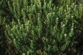 Pine tree branches with its needle-shaped leaves