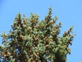 Pine tree branches and many pine cones. Pine tree top branches against blue sky.