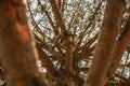 Pine tree branches, needles and cones are distinguished Royalty Free Stock Photo