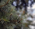 Pine tree branches and needles Royalty Free Stock Photo
