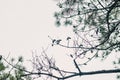 A Frame of Pine Tree Branches, Needles and Cones Royalty Free Stock Photo