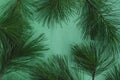 Pine tree branches. Royalty Free Stock Photo