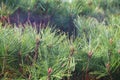 Pine tree branches Royalty Free Stock Photo
