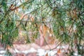 Pine tree branches with rain drops Royalty Free Stock Photo